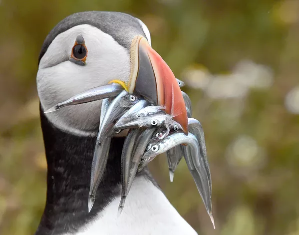 嘴に魚をくわえるニシツノメドリ、英ウェールズ、スコマー島で 嘴に魚をくわえるニシツノメドリ、英ウェールズ、スコマー島で - Sputnik 日本