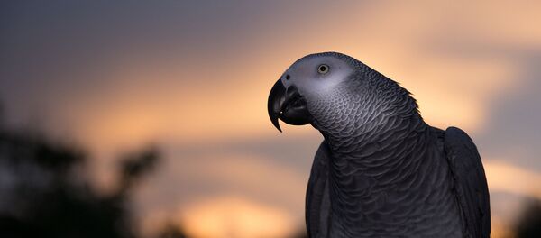 ヨウム ヨウム - Sputnik 日本