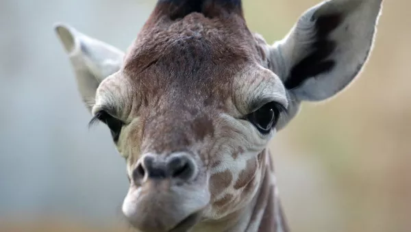 トラとムササビの排せつ物、臭いのはどっち?　山口の動物園で「うんこ展」開幕 - Sputnik 日本