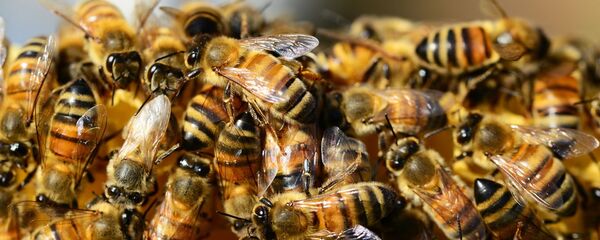 蜂 - Sputnik 日本