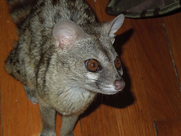 ジェネッタ - Sputnik 日本