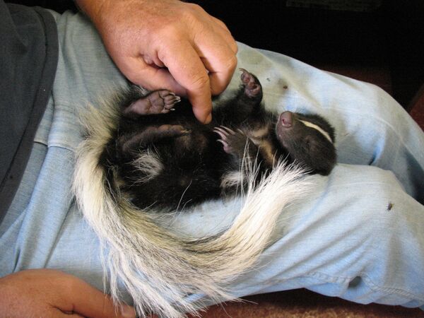 スカンク - Sputnik 日本