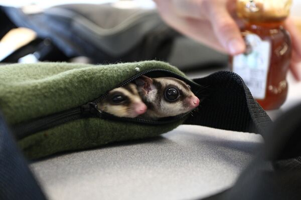 フクロモモンガ - Sputnik 日本