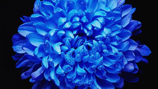 日本が世界初の青い菊を作り出す - Sputnik 日本