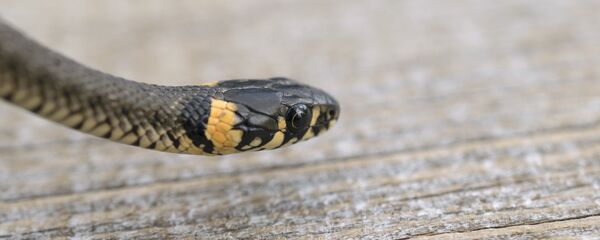 ヘビ ヘビ - Sputnik 日本