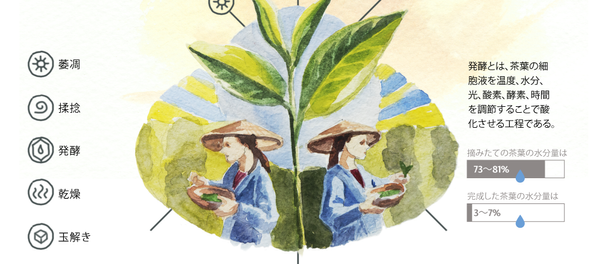 ロシア人の大好きな飲み物:お茶はどのように作られ、偽装されるのか ロシア人の大好きな飲み物:お茶はどのように作られ、偽装されるのか - Sputnik 日本