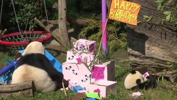 ウィーン動物園の双子パンダが生誕1日目をお祝い - Sputnik 日本