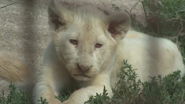チェコのボロバニー動物園で、ホワイトライオンが5頭も誕生 - Sputnik 日本