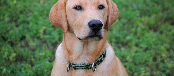 犬最高の「演技」にオスカー賞【動画】 犬最高の「演技」にオスカー賞【動画】 - Sputnik 日本