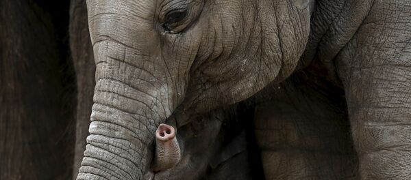 象 - Sputnik 日本