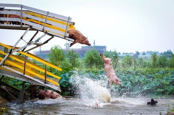 トランポリンから水にダイブする豚　 中国・遼寧省の養豚場で - Sputnik 日本