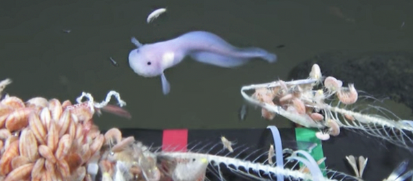 シンカイクサウオ シンカイクサウオ - Sputnik 日本