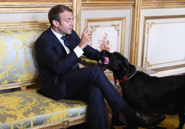フランス・エリゼ宮（大統領府）でドイツの副首相と外相と会談中のマクロン大統領と飼い犬ネモ - Sputnik 日本