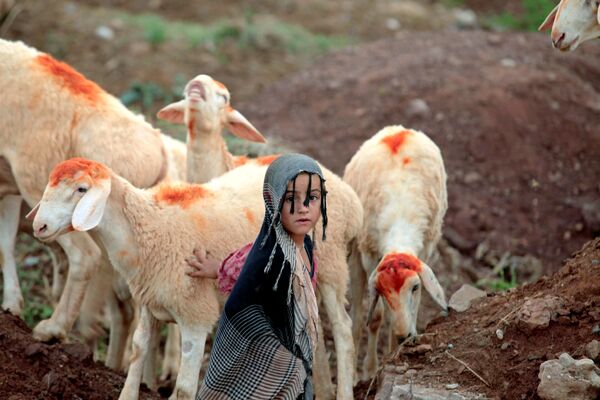 イスラム教の犠牲祭イード・アル＝アドハーに向け、パキスタン首都イスラマバードの路上で販売中の羊の近くに立つ少女 - Sputnik 日本
