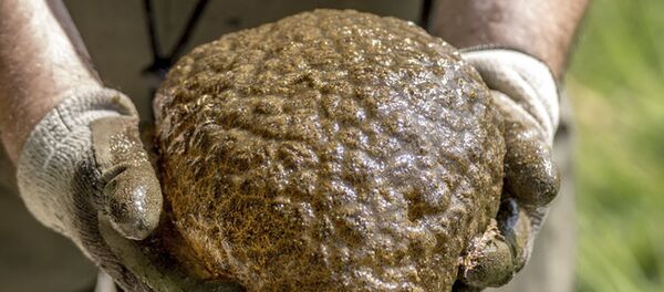 カナダで発見された脳類似生物、正体は古代生物の群体 カナダで発見された脳類似生物、正体は古代生物の群体 - Sputnik 日本