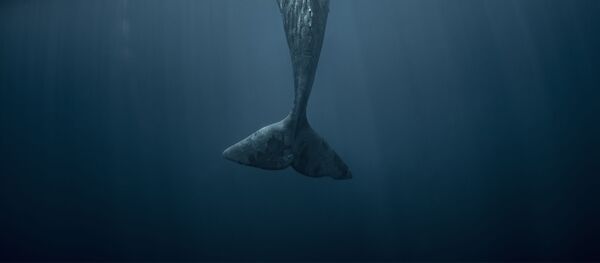 クジラ クジラ - Sputnik 日本