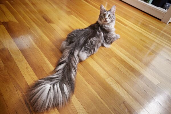 猫のシグナスのしっぽの長さは世界一、４４．６６センチある。シグナスは記録保持者ならぬ記録保持「猫」一家の一員である。兄弟のアルクトゥールスは体の大きさが４８．４センチ、現在生きている飼い猫の中で最も大きい。 - Sputnik 日本