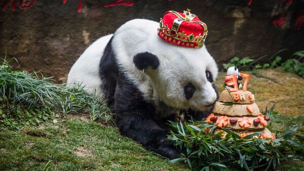 中国で最高齢のパンダが永眠 - Sputnik 日本