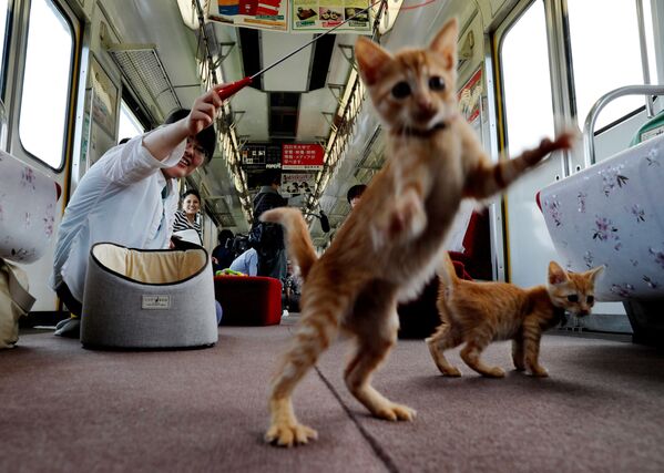 「ねこカフェ列車」で子猫と戯れる乗客　岐阜県大垣市 - Sputnik 日本