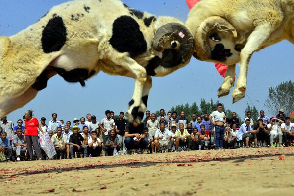 羊の決闘を観戦する村人　中国 - Sputnik 日本