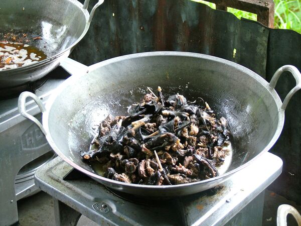 コウモリ コウモリ - Sputnik 日本