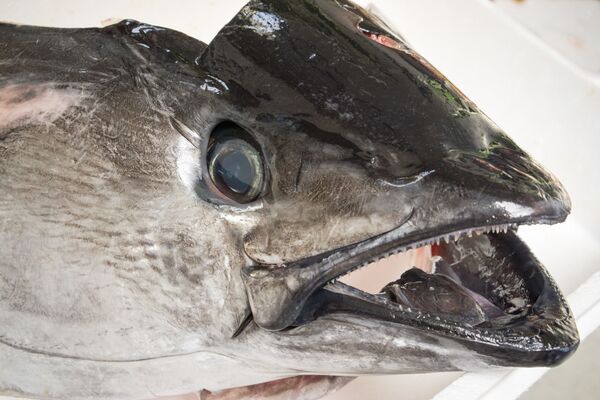 マグロの目玉 マグロの目玉 - Sputnik 日本