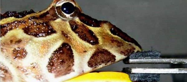 電子雑誌「Scientific Reports」、カエルのモンスター - Sputnik 日本