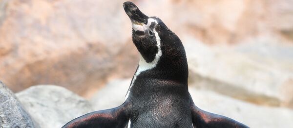 ペンギン ペンギン - Sputnik 日本