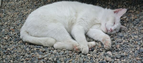 白猫 白猫 - Sputnik 日本