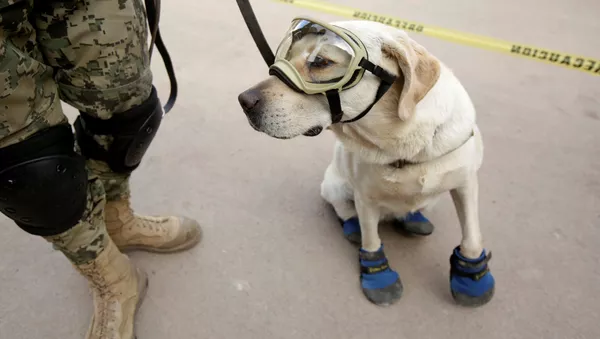 救助犬フリーダ - Sputnik 日本