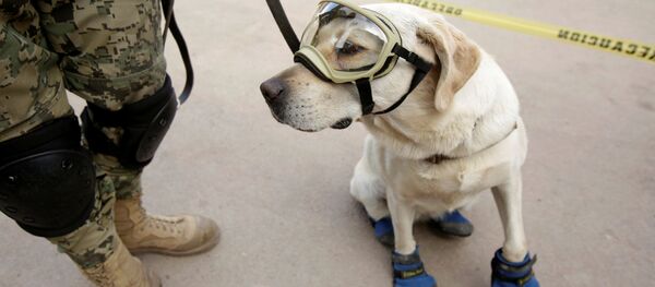 救助犬フリーダ - Sputnik 日本