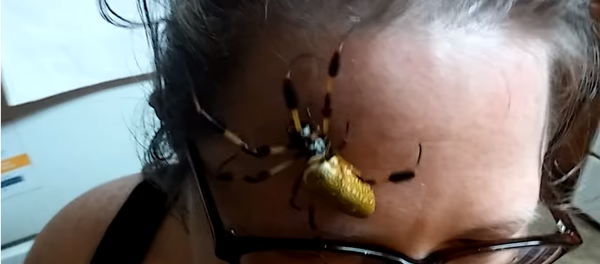 米国人女性、クモを恐れないとはどういうことなのかをネットで披露する【動画】 米国人女性、クモを恐れないとはどういうことなのかをネットで披露する【動画】 - Sputnik 日本