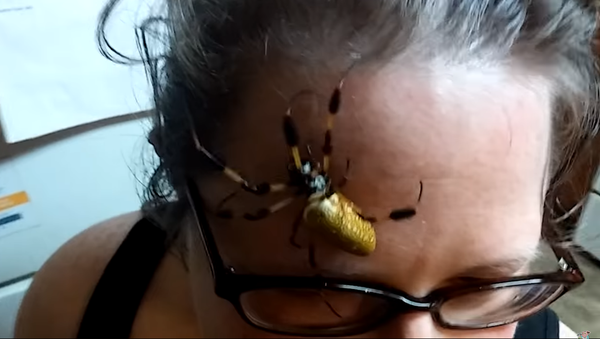 米国人女性、クモを恐れないとはどういうことなのかをネットで披露する【動画】 - Sputnik 日本