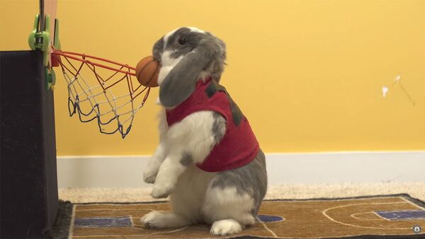 ビックリするほどかわいいウサギが、バスケットボールの世界記録を樹立【動画】 - Sputnik 日本