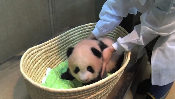 上野動物園のパンダの赤ちゃん、とってもカワイイ！ - Sputnik 日本