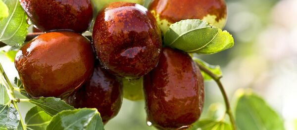 中国のナツメヤシ - Sputnik 日本