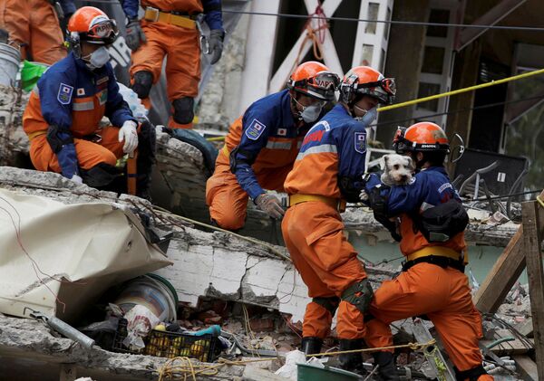 地震で瓦礫に埋もれた犬を運び出す日本のレスキュー隊。メキシコシティにて - Sputnik 日本