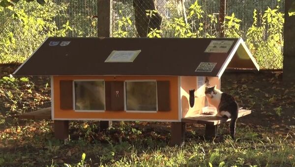 猫には戸建ての家が要る - Sputnik 日本