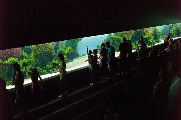 リスボン海洋水族館 リスボン海洋水族館 - Sputnik 日本