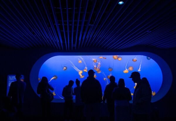 モントレーベイ水族館 モントレーベイ水族館 - Sputnik 日本