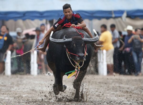 タイの伝統的な水牛レースの参加者 - Sputnik 日本