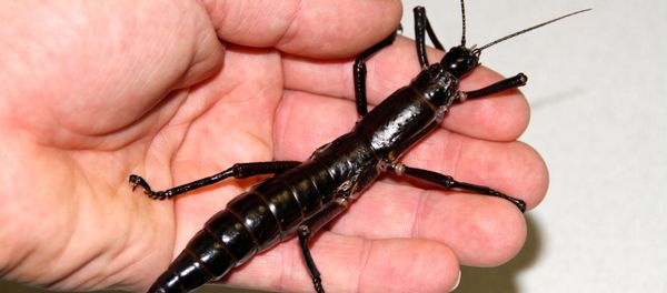 １００年近く「絶滅」の昆虫　生存確認 - Sputnik 日本