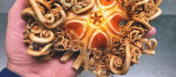 ロシア漁師が捕獲した衝撃的な海の化物たち - Sputnik 日本