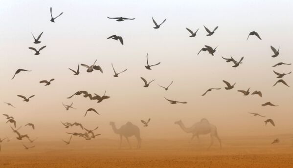ラクダのそばを飛ぶ鳥　アラブ首長国連邦のラクダ祭で - Sputnik 日本