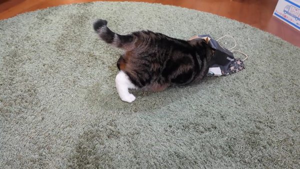 日本の飼い猫まるちゃん「どうしても袋を被りたいニャ」 - Sputnik 日本