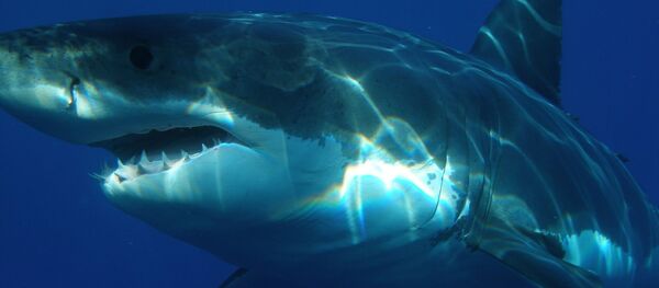サメ（アーカイブ） - Sputnik 日本