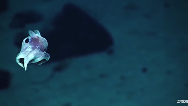 深海の不思議な生命体、撮影に初成功 - Sputnik 日本