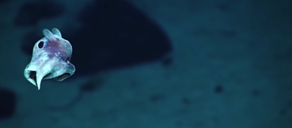 深海の不思議な生命体、撮影に初成功 深海の不思議な生命体、撮影に初成功 - Sputnik 日本