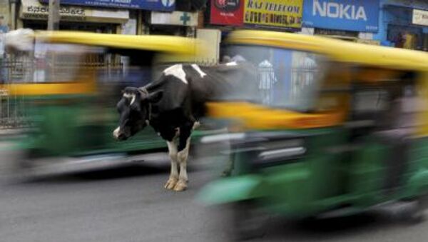 インド　聖なる牛の存在が「新幹線」導入の障害に - Sputnik 日本