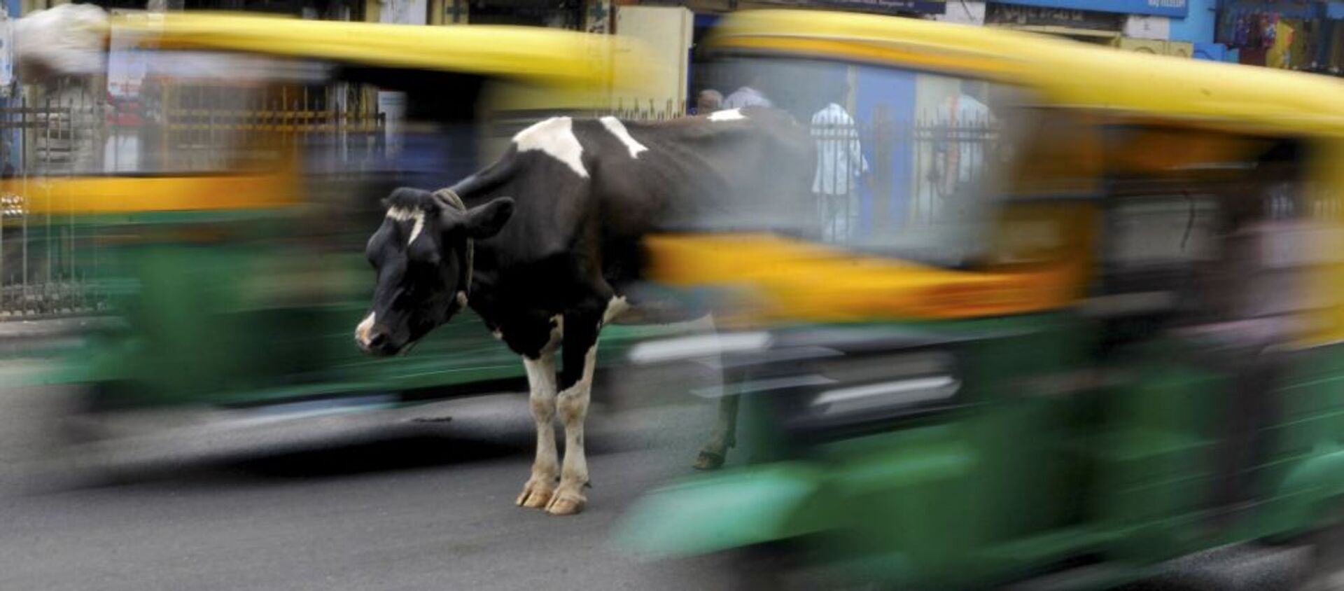 Корова стоит в середине оживленной дороги в Бангалоре, Индия - Sputnik 日本, 1920, 15.10.2020